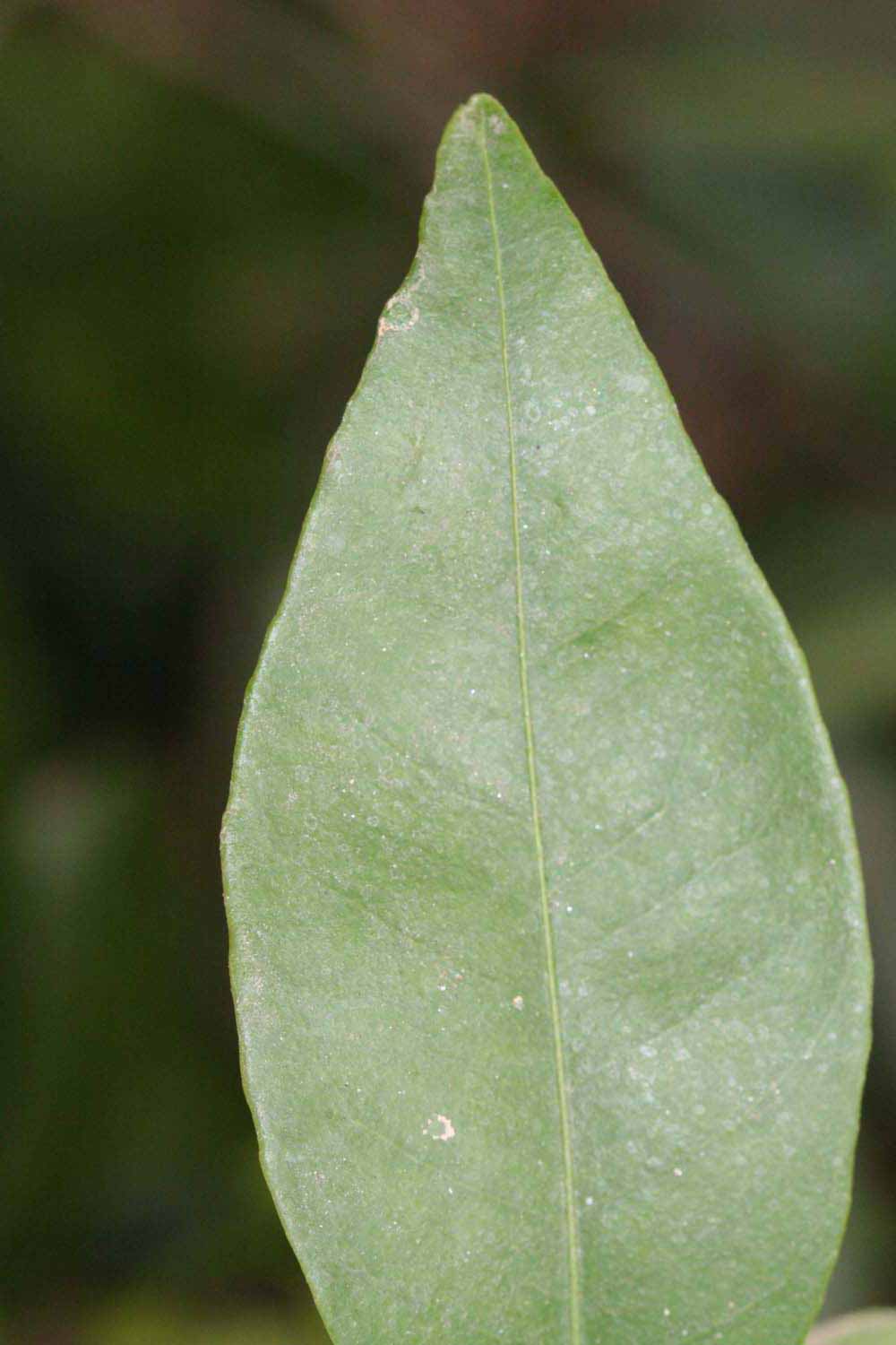              Margin (Riverside, CA)       